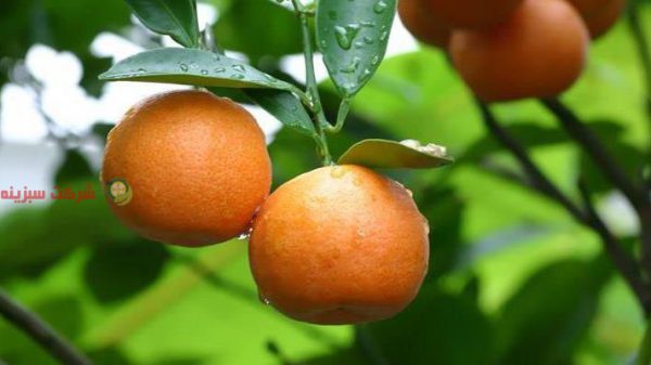 فروش پرتقال نارنگی سردرختی باغ