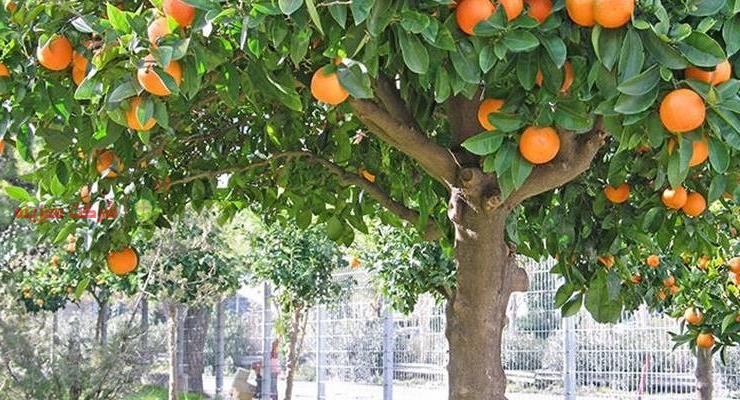 سایت فروش پرتقال نارنگی سردرختی باغ