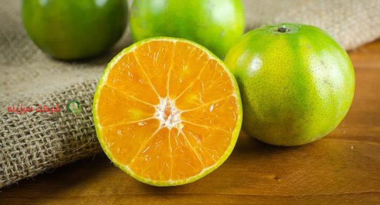 خرید مستقیم نارنگی از باغدار