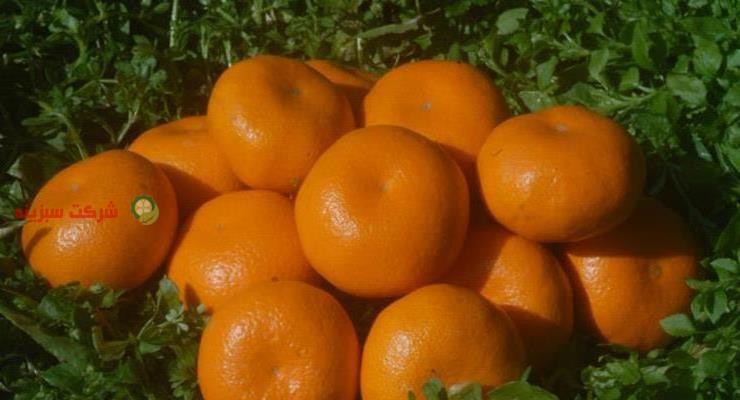 فروش انواع نارنگی با روش مختلف