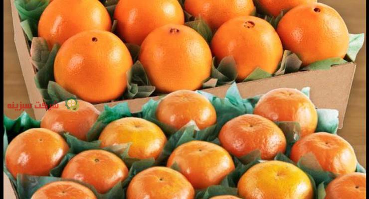 قیمت نارنگی امسال در شرایط ویژه