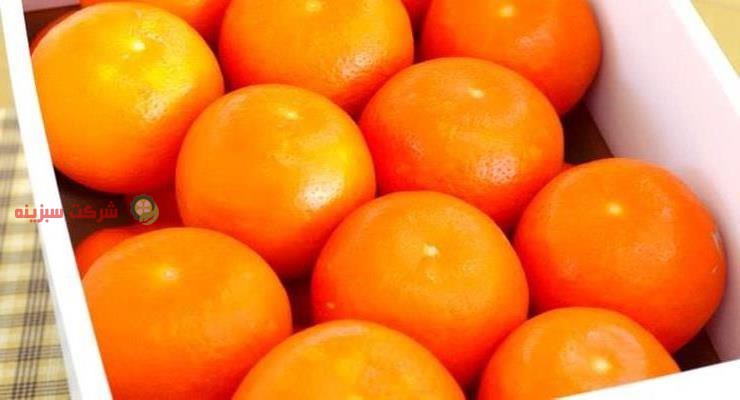 قیمت نارنگی در قائم شهر