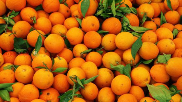 قیمت پرتقال در میدان بار ساری
