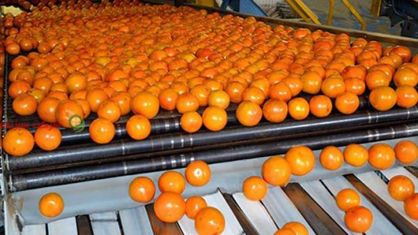 فروش عمده پرتقال تامسون درشت