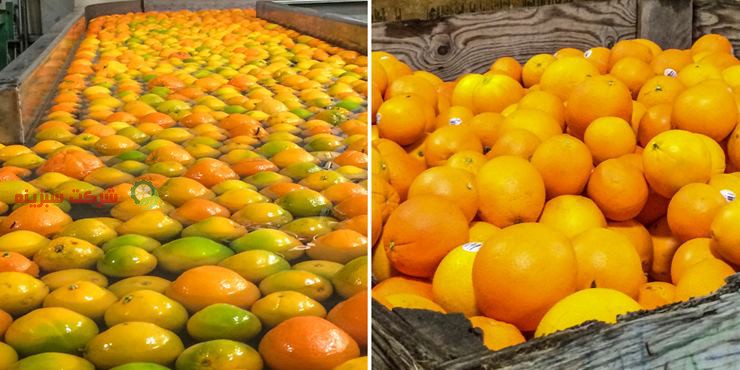 صادرات پرتقال تامسون درشت