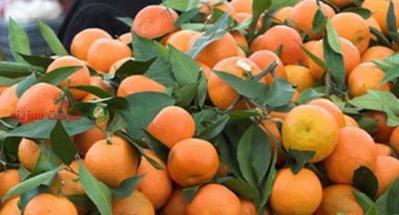 خرید نارنگی درجه یک از باغدار