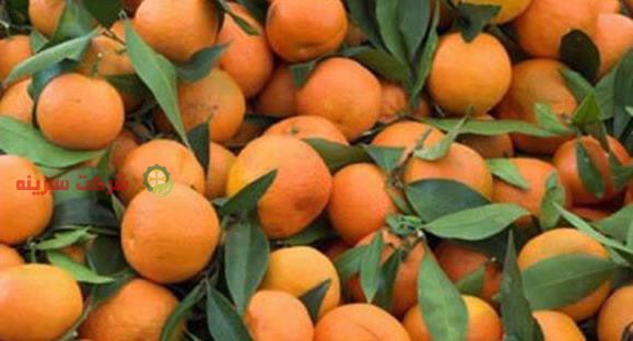 قیمت فله هر کیلو نارنگی