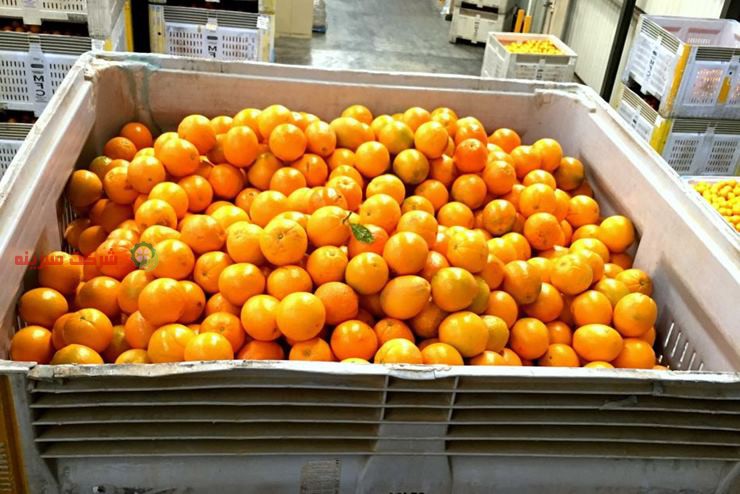 بسته بندی پرتقال جهت فروش