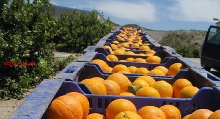 قیمت نارنگی در میدان تهران