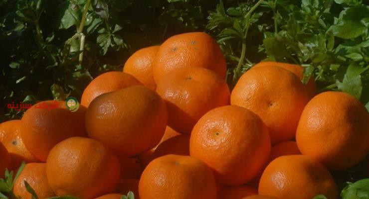 توزیع نارنگی در سراسر کشور