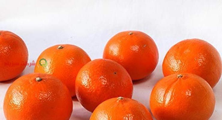 قیمت فروش نارنگی جهت صادرات
