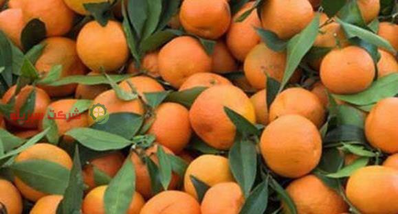 قیمت روز نارنگی در میدان بار ساری