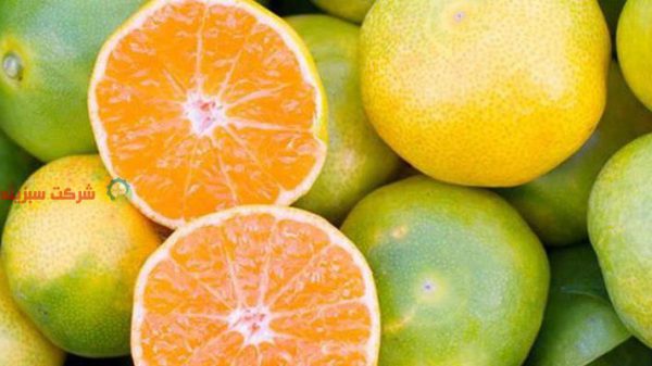 قیمت نارنگی به روز
