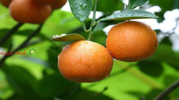 قیمت پرتقال مازندران