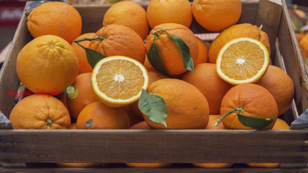 صادرات پرتقال ایران به عراق