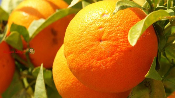 فروش عمده پرتقال امسال