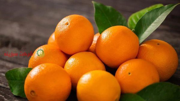 قیمت پرتقال تامسون در بازار