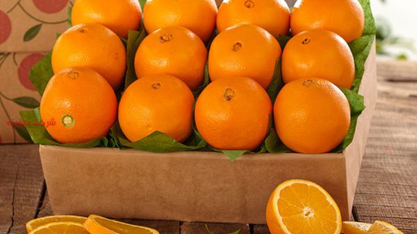 صادرات پرتقال در بهترین بسته بندی