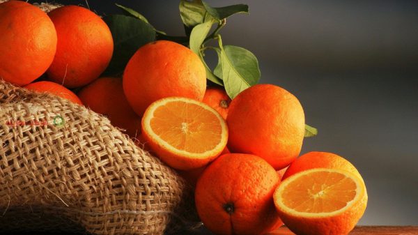 صادرات پرتقال درشت شمال