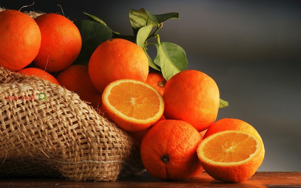 صادرات پرتقال درشت شمال