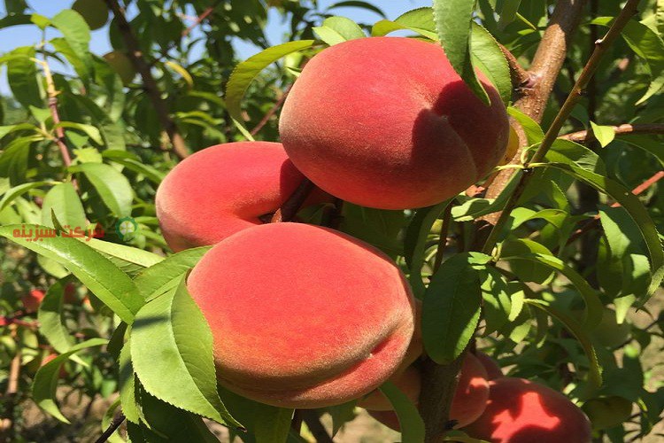 صادرات میوه هلو آلبرتا