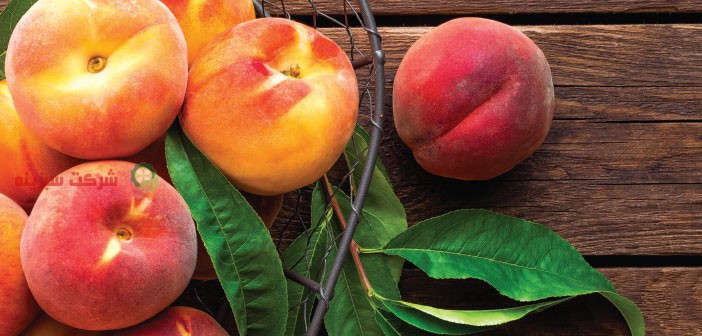 صادرات میوه هلو آلبرتا