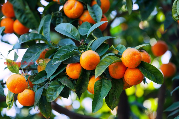 خرید بهترین نارنگی در بازار و شرکت سبزینه