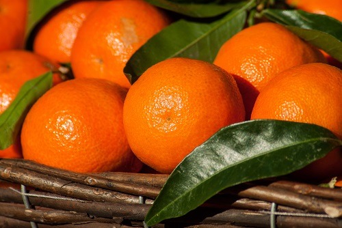 خرید نارنگی صادراتی